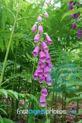 Foxglove Amongst Ferns Stock Photo