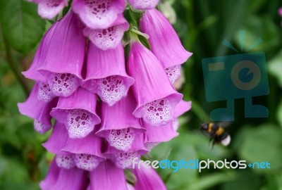 Foxglove In An English Country Garden Stock Photo