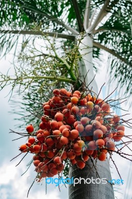 Foxtail Palm Tree In The Garden Stock Photo