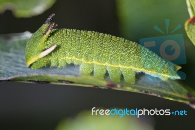 Foxy Emperor (charaxes Jasius) Stock Photo