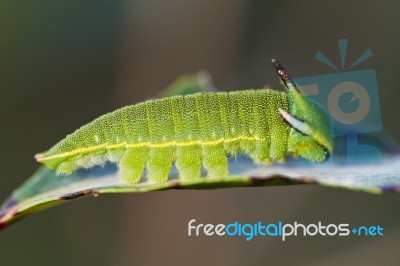 Foxy Emperor (charaxes Jasius) Stock Photo