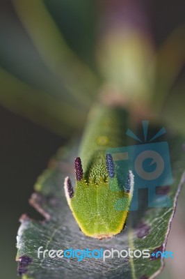 Foxy Emperor (charaxes Jasius) Stock Photo