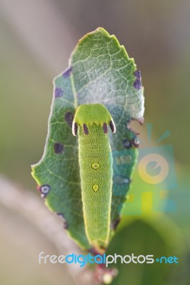 Foxy Emperor (charaxes Jasius) Stock Photo