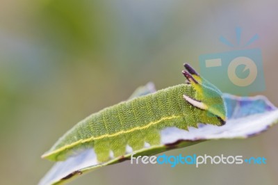 Foxy Emperor (charaxes Jasius) Stock Photo