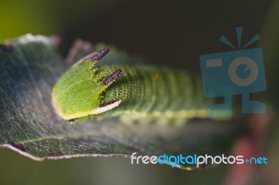 Foxy Emperor (charaxes Jasius) Stock Photo