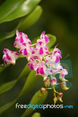 Fragrant Orchid ;aerides Orchid Stock Photo