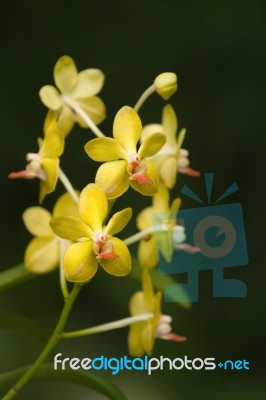 Fragrant Orchid ;ascocenda Orchid. Orchid Hybrids Stock Photo