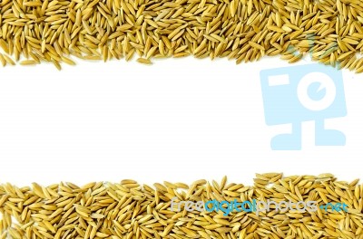 Frame By Paddy Rice And Rice Seed On The White Background For Isolated Stock Photo