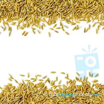 Frame By Paddy Rice And Rice Seed On The White Background For Isolated Stock Photo