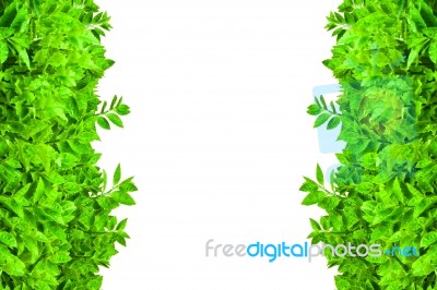 Frame From Green Leafs Isolated Stock Photo