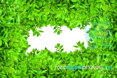 Frame From Green Leafs Isolated Stock Photo