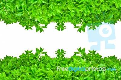 Frame From Green Leafs Isolated Stock Photo