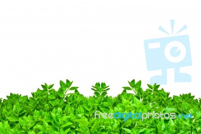 Frame From Green Leafs Isolated Stock Photo