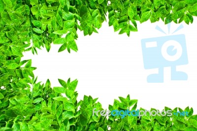 Frame From Green Leafs Isolated Stock Photo