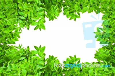 Frame From Green Leafs Isolated Stock Photo