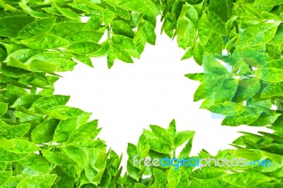 Frame From Green Leafs Isolated Stock Photo