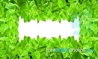 Frame From Green Leafs Isolated Stock Photo