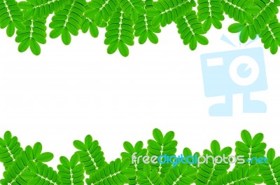 Frame From Green Leaves On White Background For Isolated Stock Photo