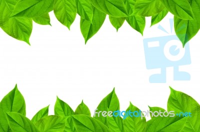 Frame From Green Leaves On White Background For Isolated Stock Photo