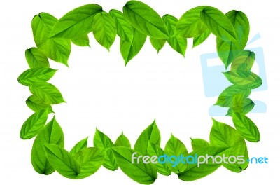 Frame From Green Leaves On White Background For Isolated Stock Photo