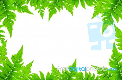 Frame From Green Leaves On White Background For Isolated Stock Photo