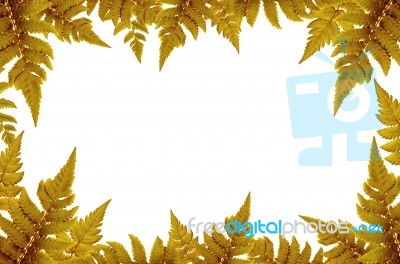 Frame From Green Leaves On White Background For Isolated, Frame By Green Leaf, Orange Leaf And Yellow Leaf Stock Photo