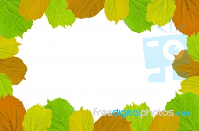 Frame From Green Leaves On White Background For Isolated, Frame By Green Leaf, Orange Leaf And Yellow Leaf Stock Photo