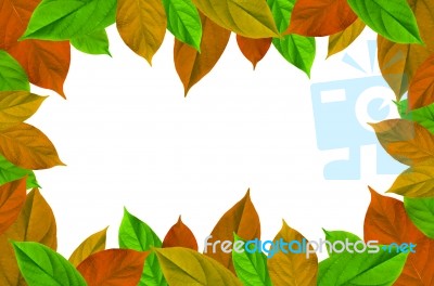 Frame From Green Leaves On White Background For Isolated, Frame By Green Leaf, Orange Leaf And Yellow Leaf Stock Photo