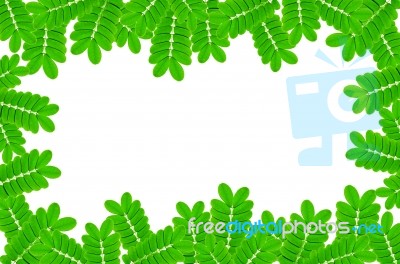 Frame From Green Leaves On White Background For Isolated, Frame By Green Leaf, Orange Leaf And Yellow Leaf Stock Photo