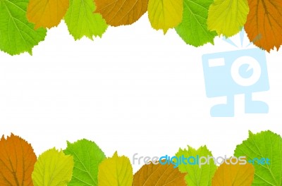 Frame From Green Leaves On White Background For Isolated, Frame By Green Leaf, Orange Leaf And Yellow Leaf Stock Photo