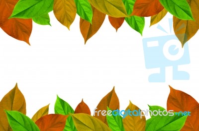 Frame From Green Leaves On White Background For Isolated, Frame By Green Leaf, Orange Leaf And Yellow Leaf Stock Photo