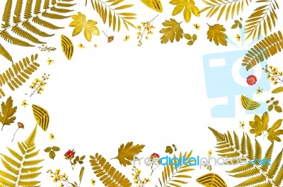 Frame From Yellow Leaves And Dry Leaves And Flower On White Background Stock Photo