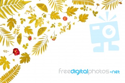 Frame From Yellow Leaves And Dry Leaves And Flower On White Background Stock Photo