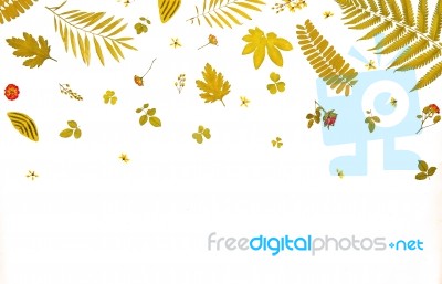 Frame From Yellow Leaves And Dry Leaves And Flower On White Background Stock Photo