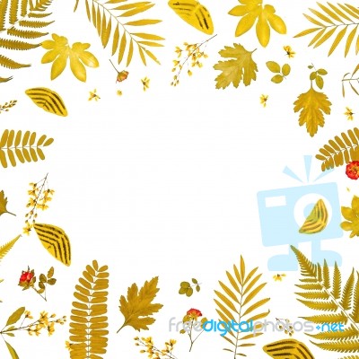 Frame From Yellow Leaves And Dry Leaves And Flower On White Background Stock Photo