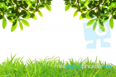 Frame Of Grass Stock Photo