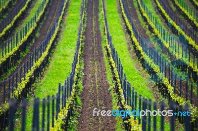 France Green Vineyard Stock Photo