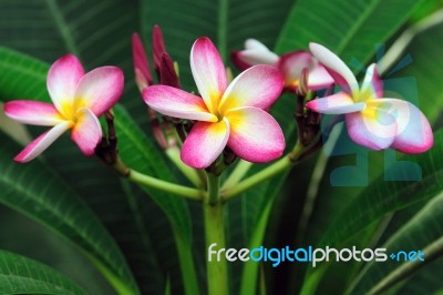 Frangipani Stock Photo