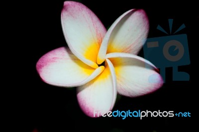 Frangipani Stock Photo