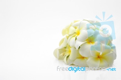 Frangipani Stock Photo