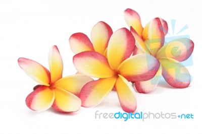 Frangipani Flower Stock Photo