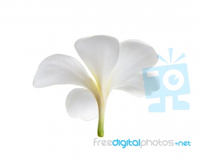 Frangipani Flower Isolated Stock Photo