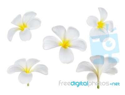 Frangipani Flower Isolated On White Stock Photo