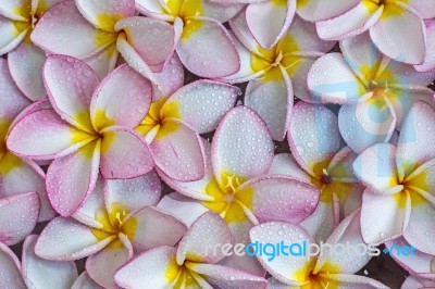 Frangipani Flowers Stock Photo