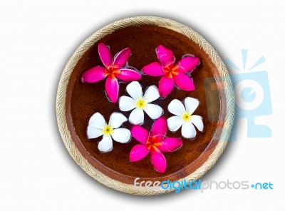 Frangipani Flowers Stock Photo