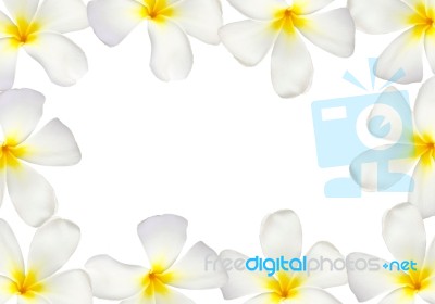 Frangipani Flowers Frame Stock Photo