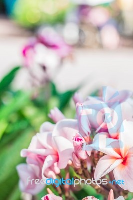 Frangipani In The Garden Stock Photo