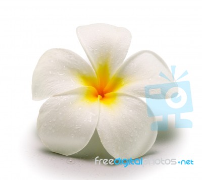 Frangipani  Isolated On White Backgro Stock Photo