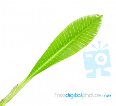 Frangipani Leaf Isolated On White Background Stock Photo