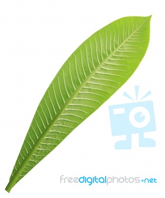 Frangipani Leaf Isolated On White Background Stock Photo